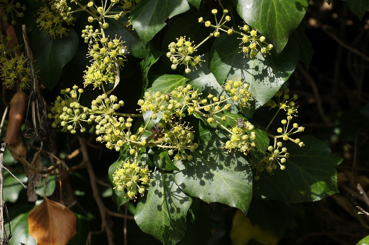 Image of Hedera helix specimen.