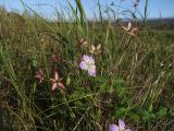 Geranium wlassovianum