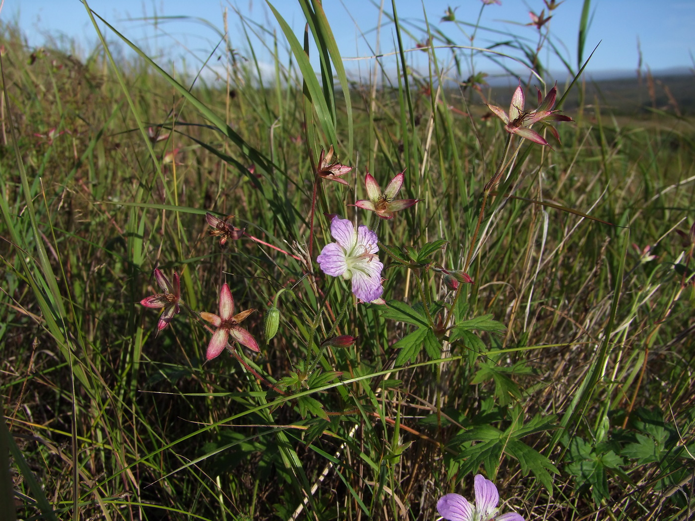 Изображение особи Geranium wlassovianum.