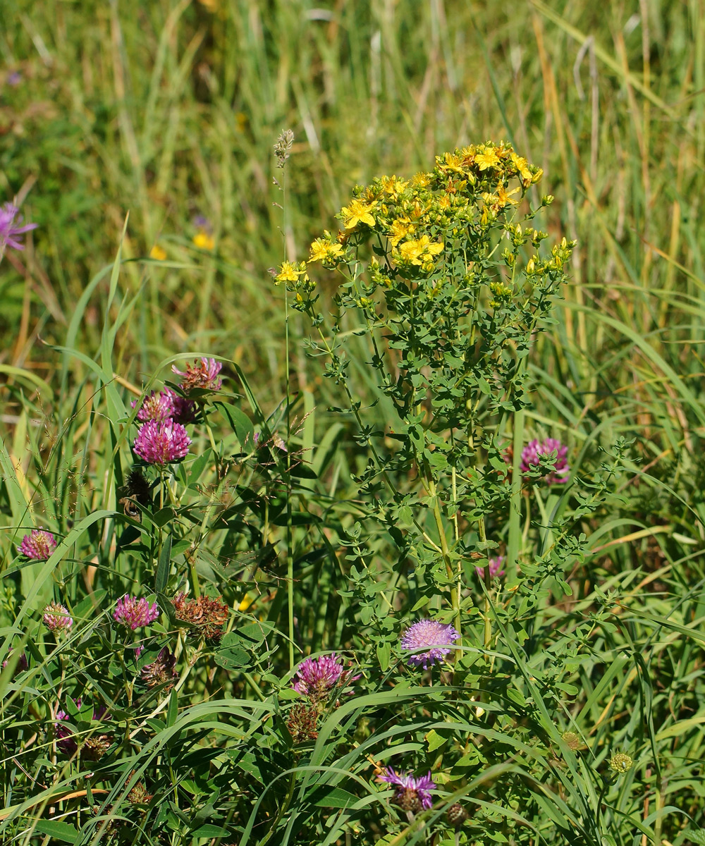 Image of Hypericum perforatum specimen.