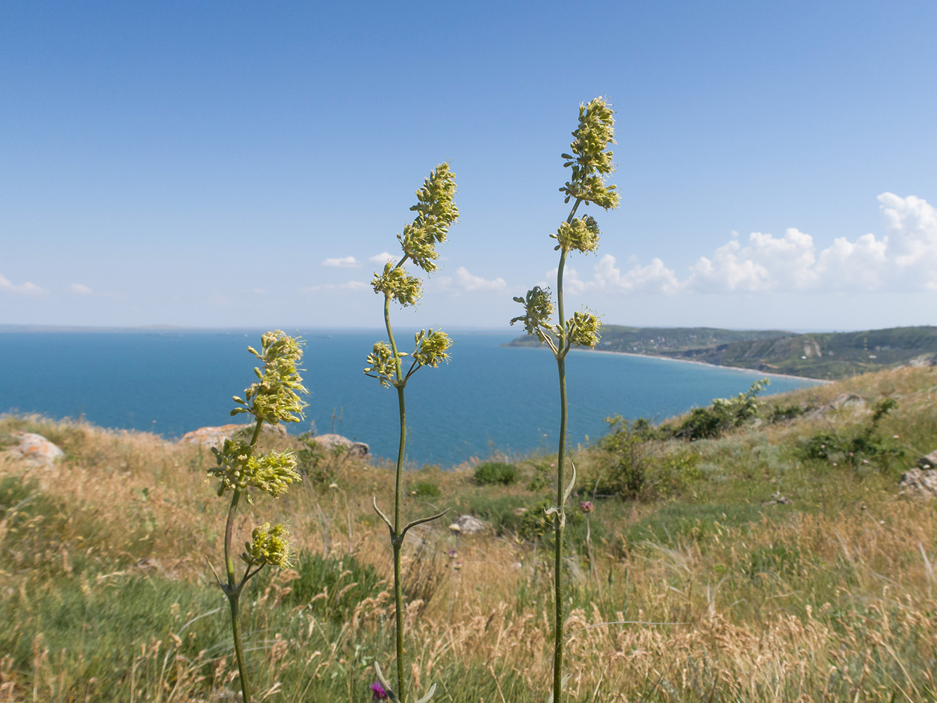 Image of Silene densiflora specimen.