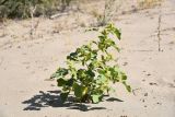 Xanthium orientale. Плодоносящее растение. Казахстан, Алматинская обл, Балхашский р-н, пойма р. Или, песчаный участок. 14 сентября 2021 г.