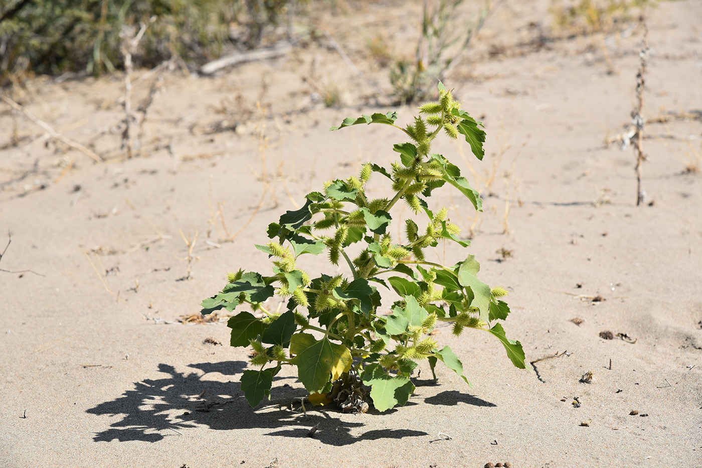 Image of Xanthium orientale specimen.