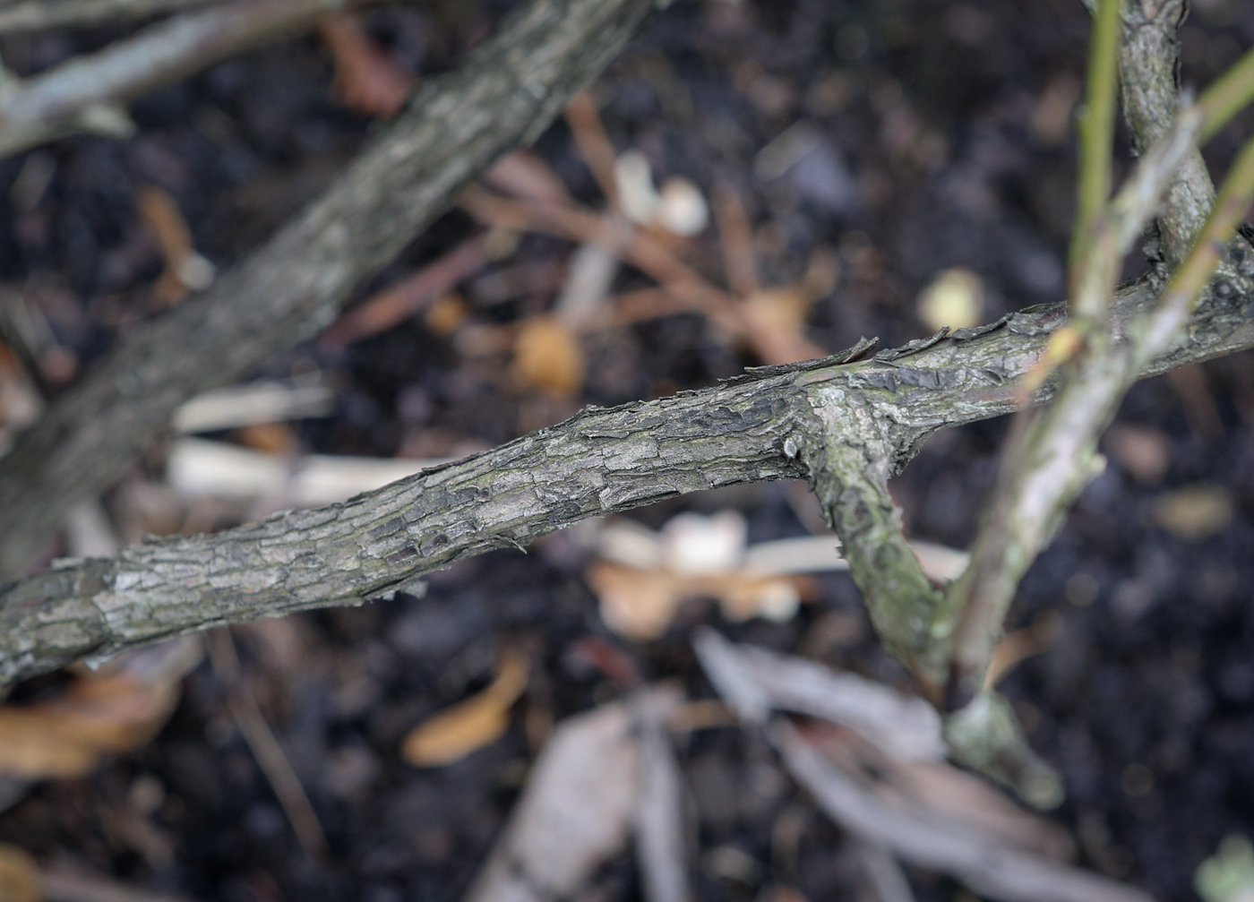 Image of Vaccinium corymbosum specimen.