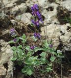 Nepeta mussinii