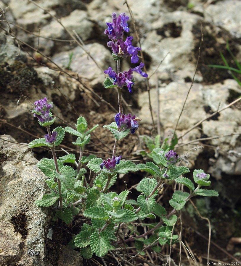 Image of Nepeta mussinii specimen.