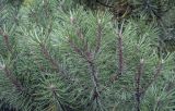 Pinus uncinata