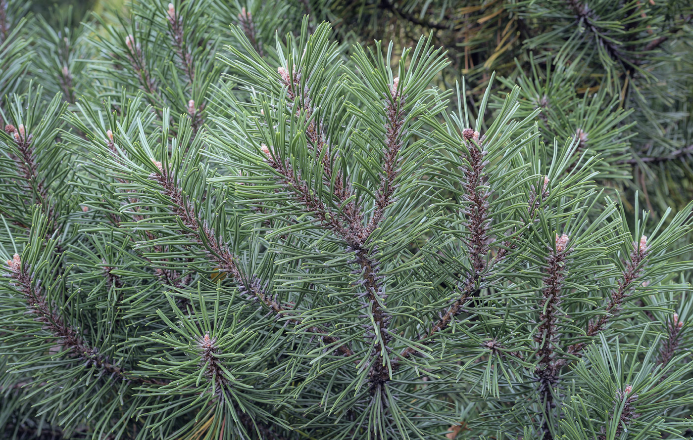 Image of Pinus uncinata specimen.