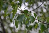 Populus nigra