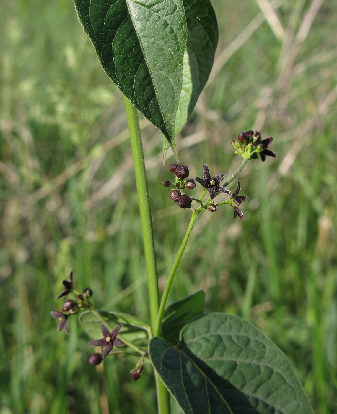 Изображение особи Vincetoxicum scandens.