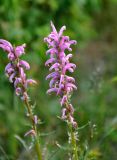 Pedicularis elata