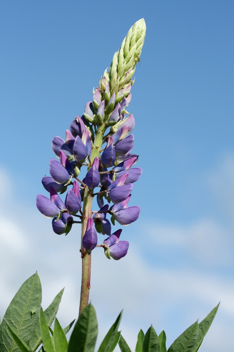 Изображение особи Lupinus polyphyllus.