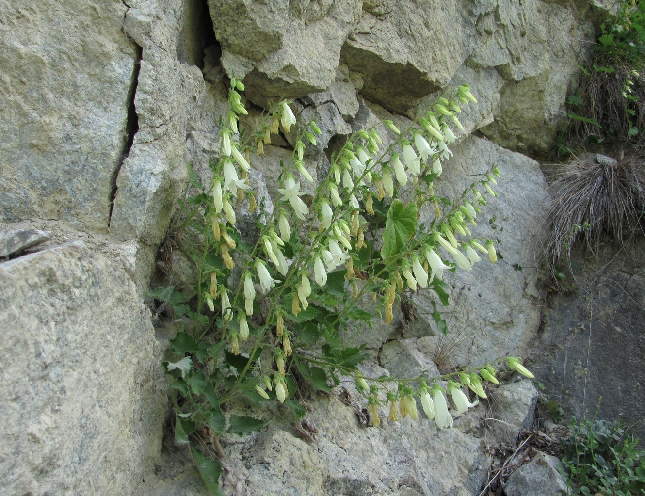 Image of Campanula alliariifolia specimen.