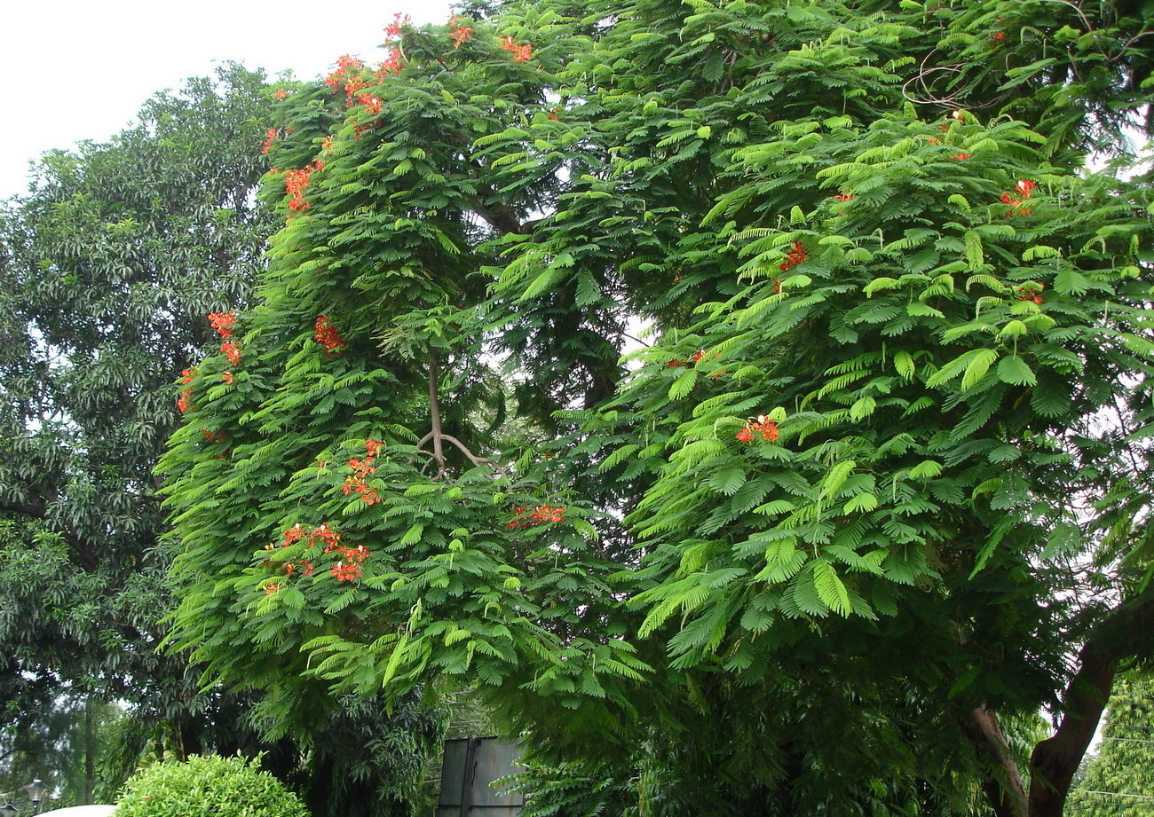 Image of Delonix regia specimen.