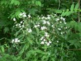 Cerastium pauciflorum. Цветущее растение. Хабаровский край, Хабаровский р-н, 17 км Владивостокского шоссе, на склоне сопки между дач. 01.06.2012.