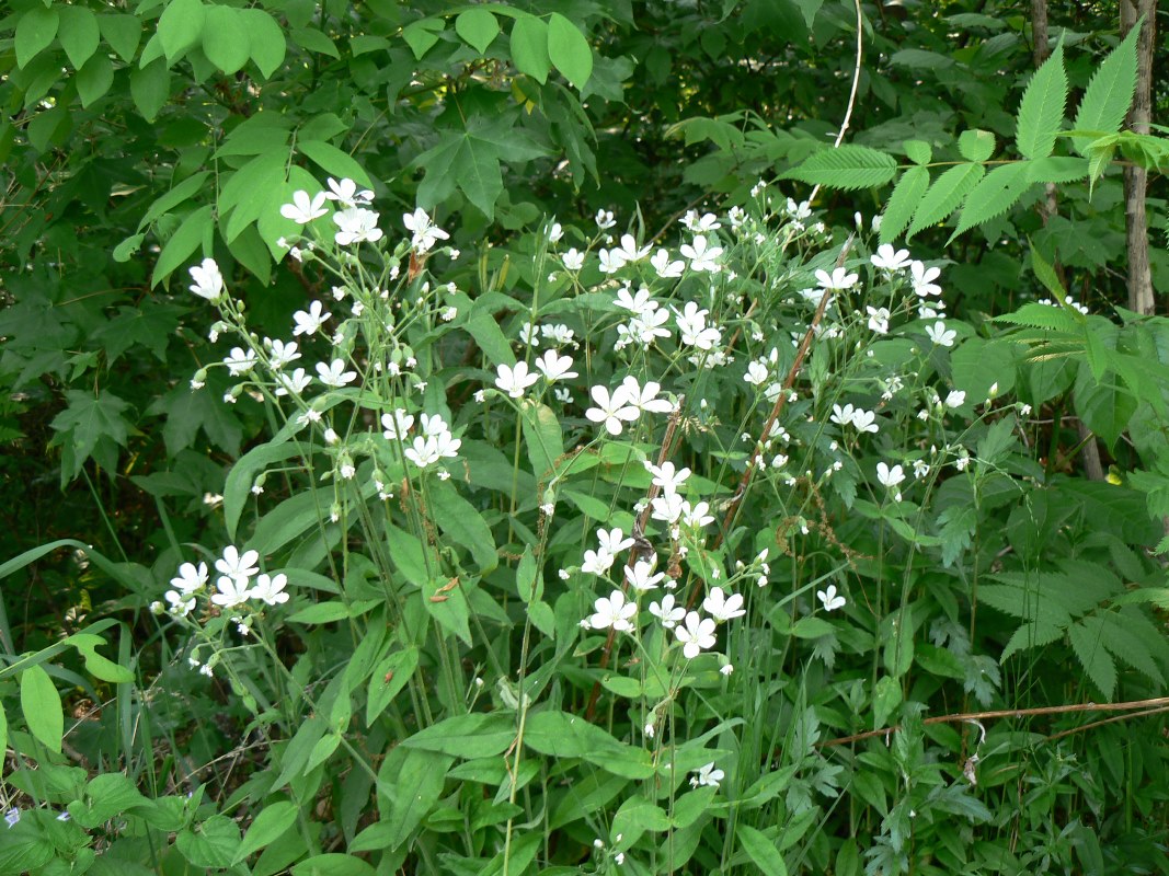 Image of Cerastium pauciflorum specimen.