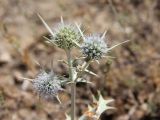 Eryngium octophyllum