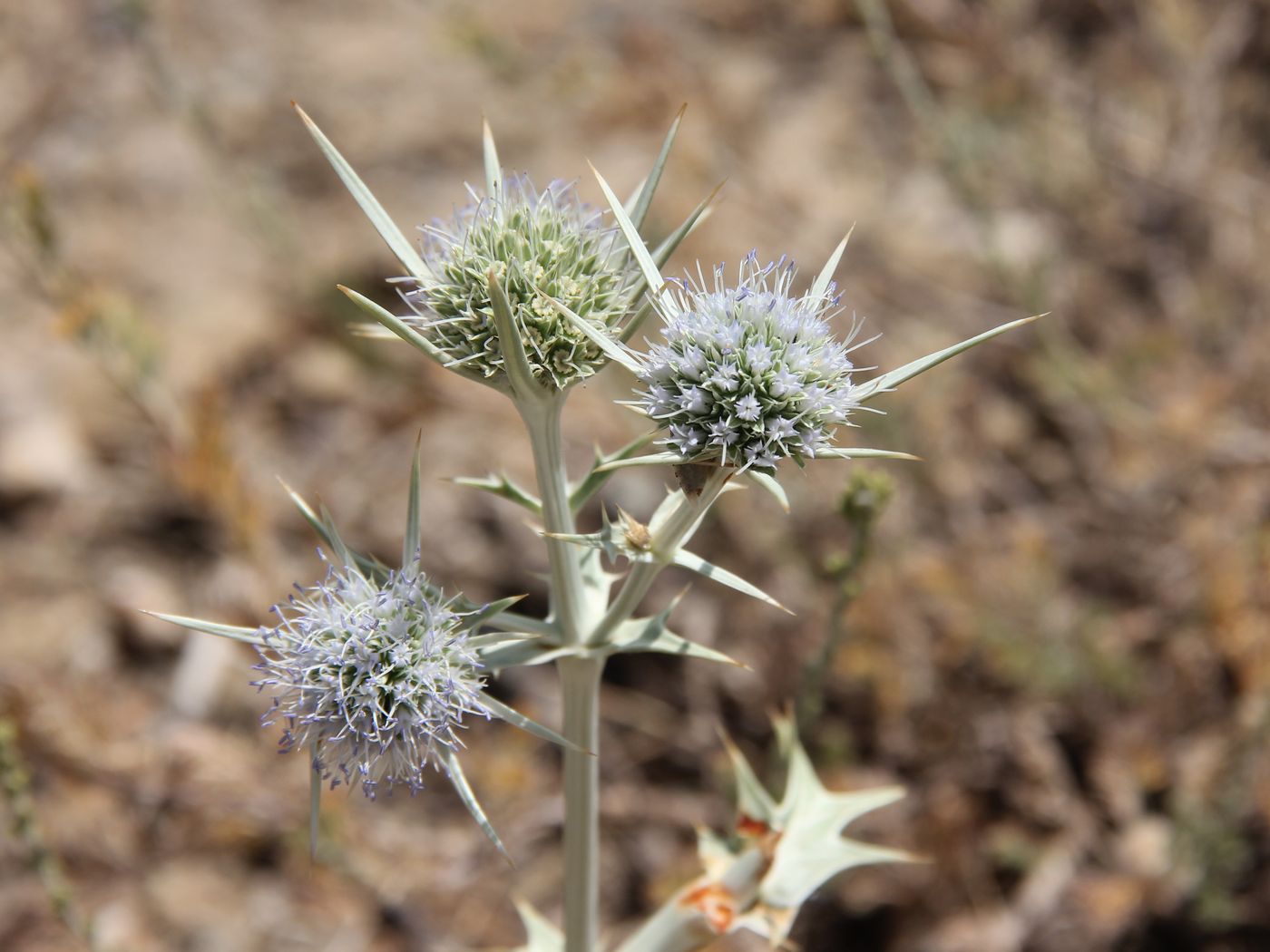 Изображение особи Eryngium octophyllum.