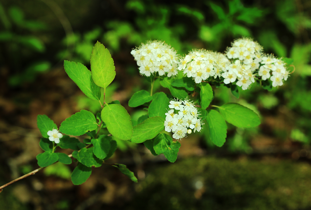 Image of Spiraea flexuosa specimen.