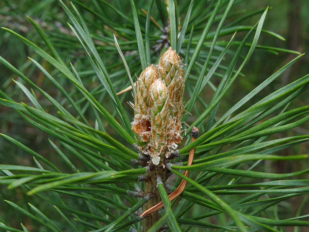 Изображение особи Pinus sylvestris.