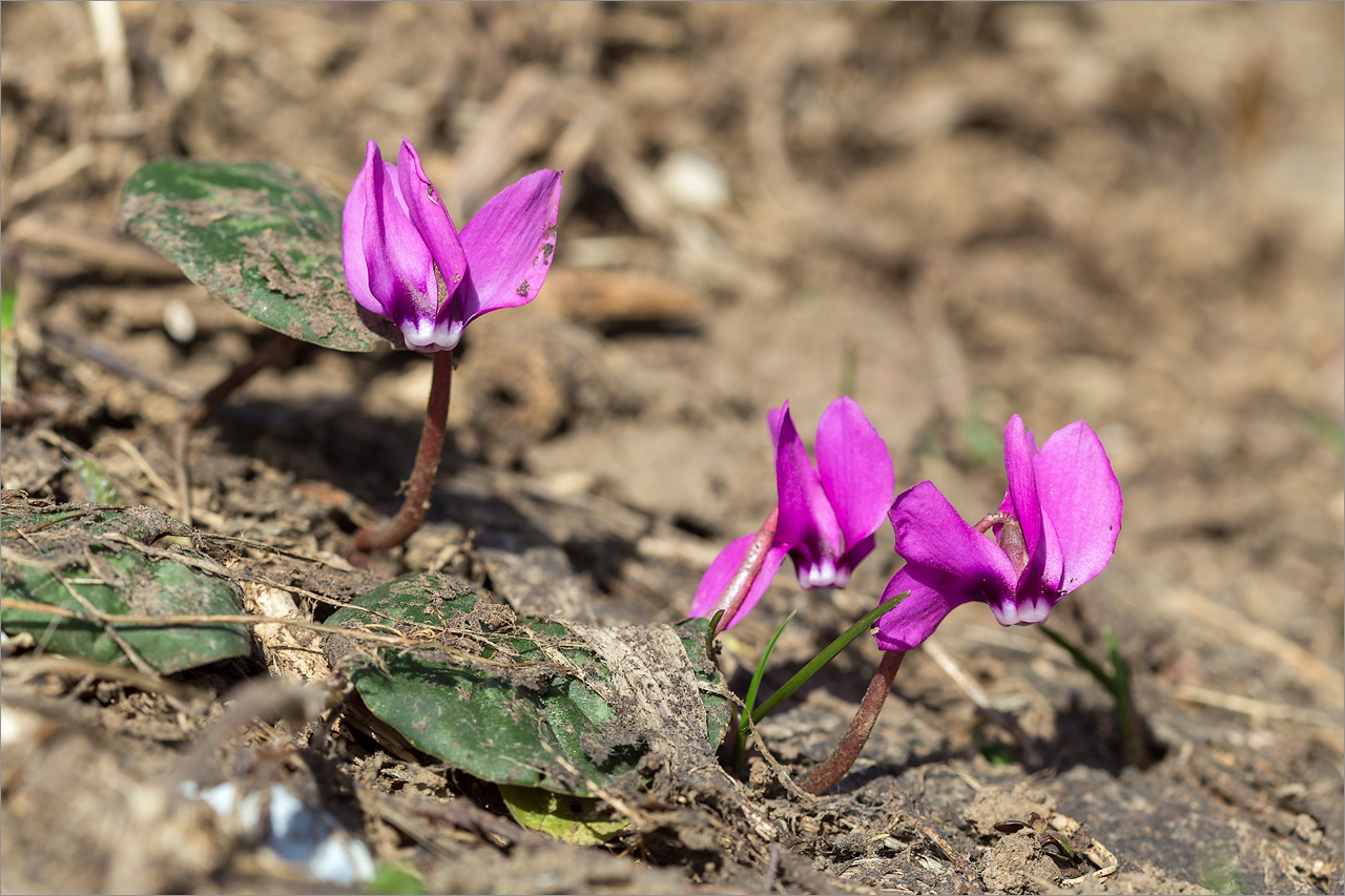 Image of Cyclamen coum specimen.