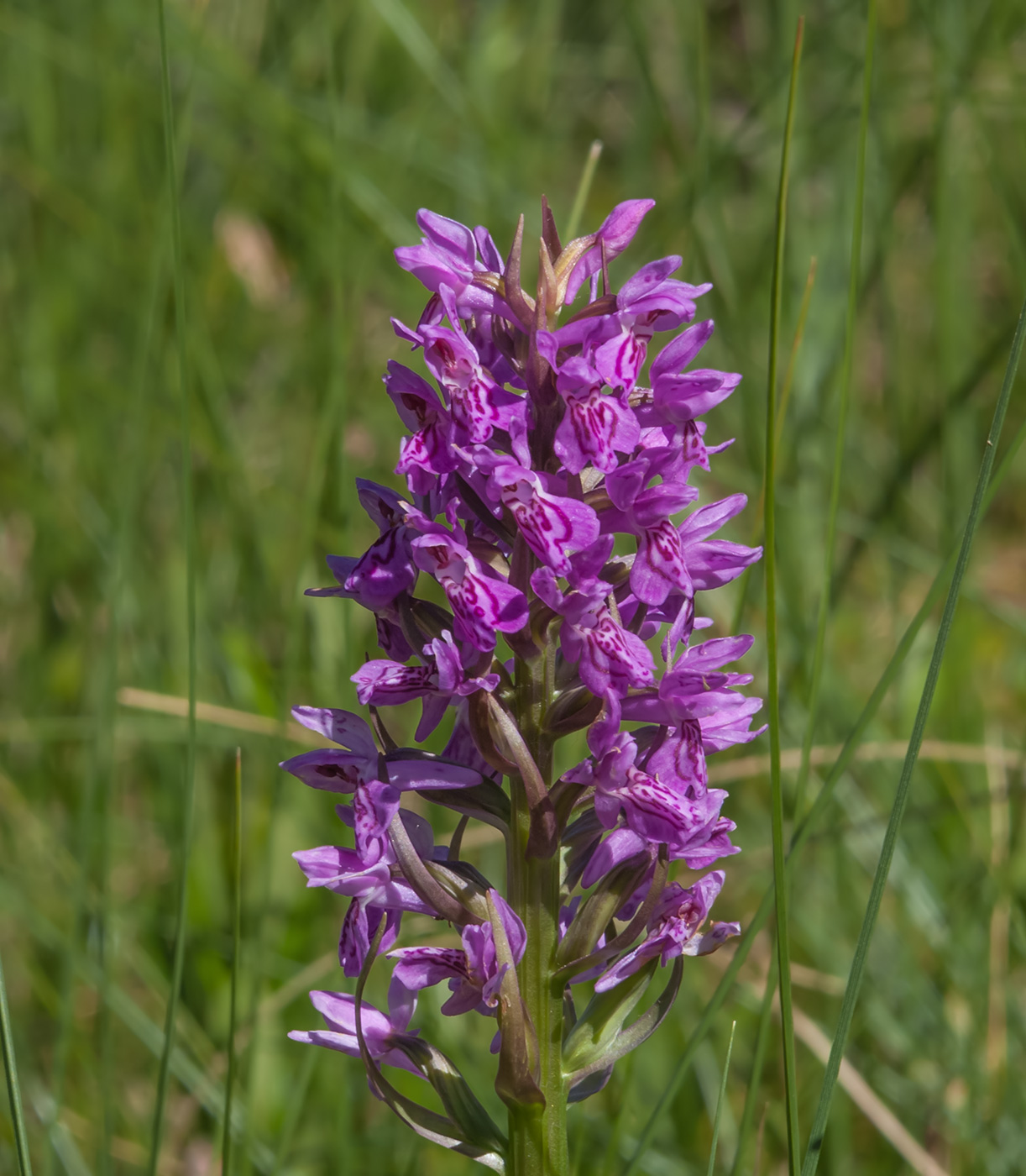 Изображение особи Dactylorhiza incarnata.