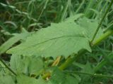 Lapsana communis