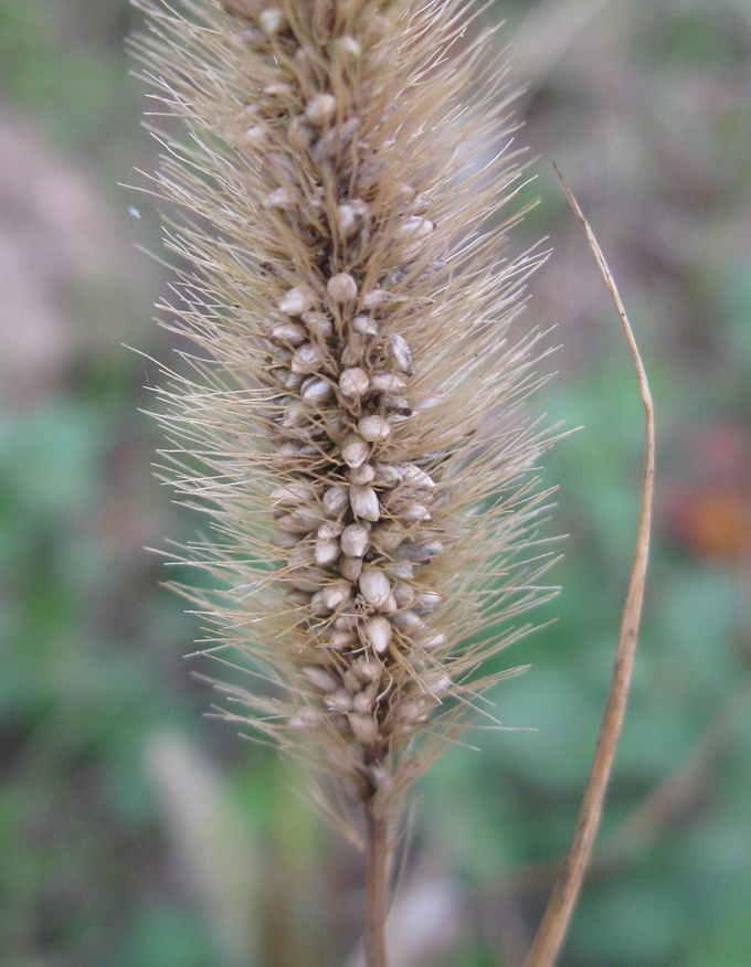 Image of Setaria verticilliformis specimen.