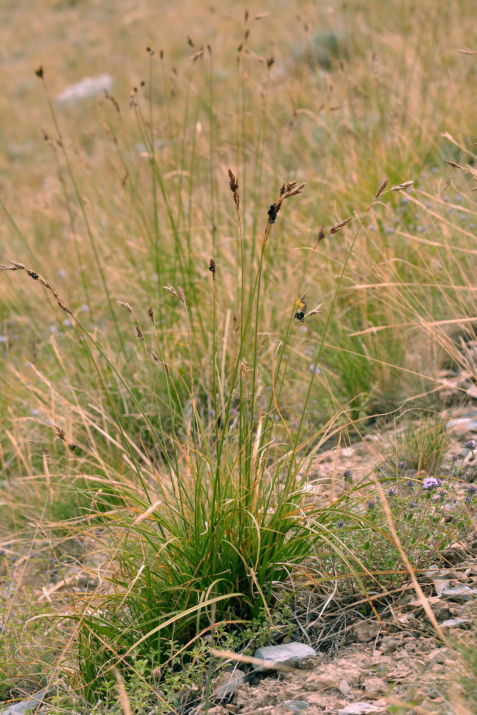 Image of genus Carex specimen.