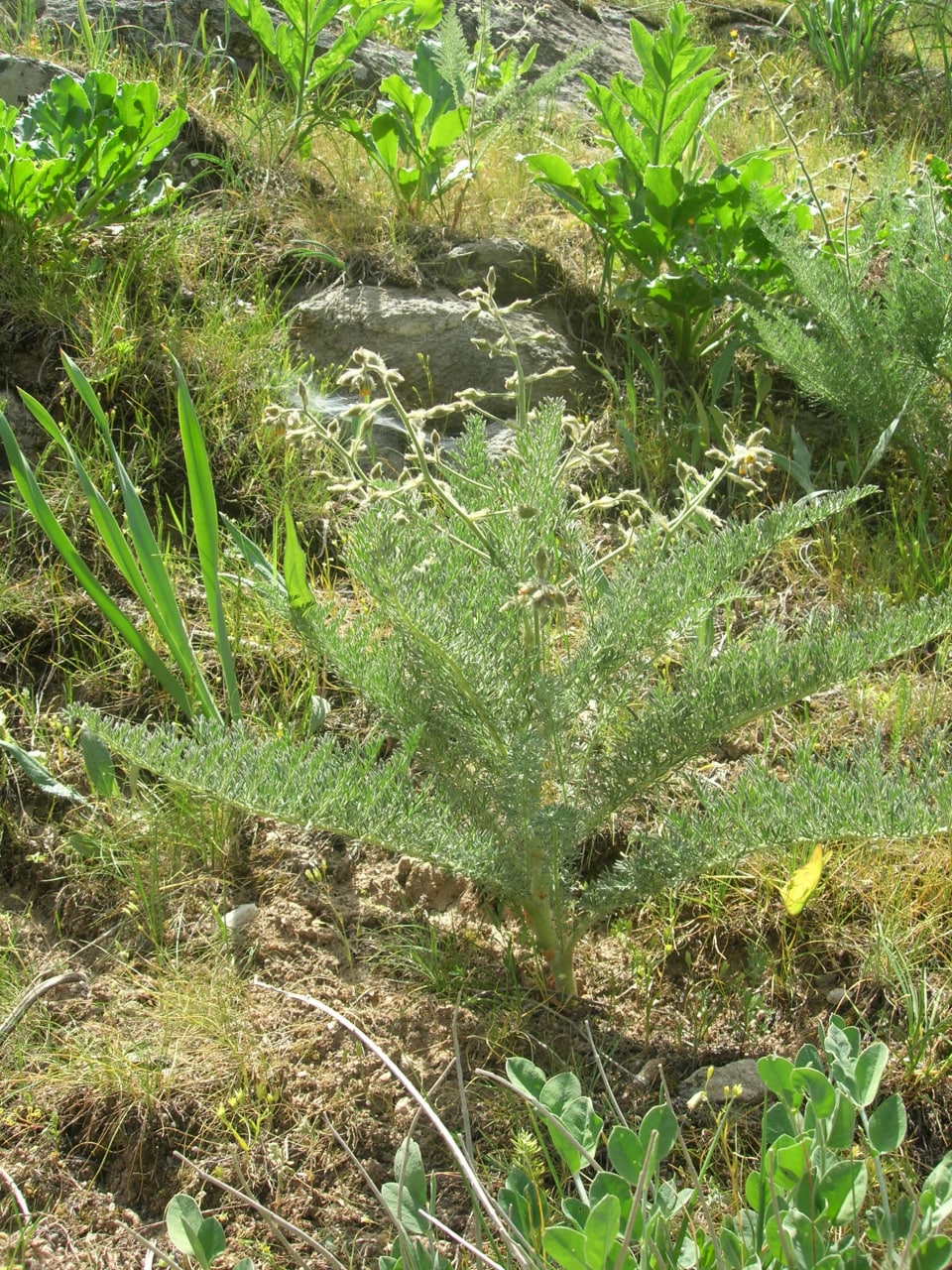 Image of Biebersteinia multifida specimen.