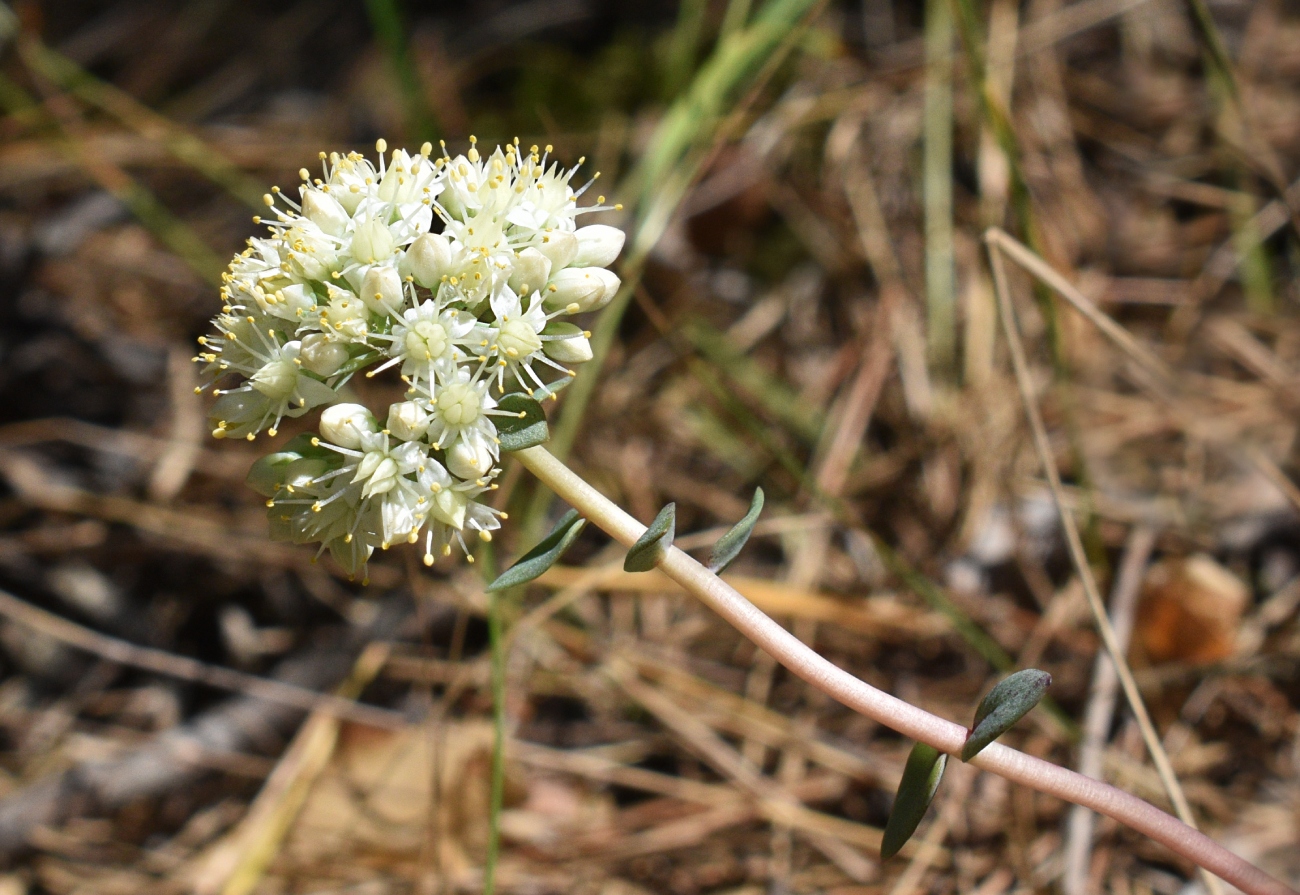 Image of Hylotelephium maximum specimen.