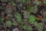 genus Cryptocoryne. Вегетирующее растение. Малайзия, штат Саравак, округ Мири, национальный парк «Мулу». 13.03.2015.