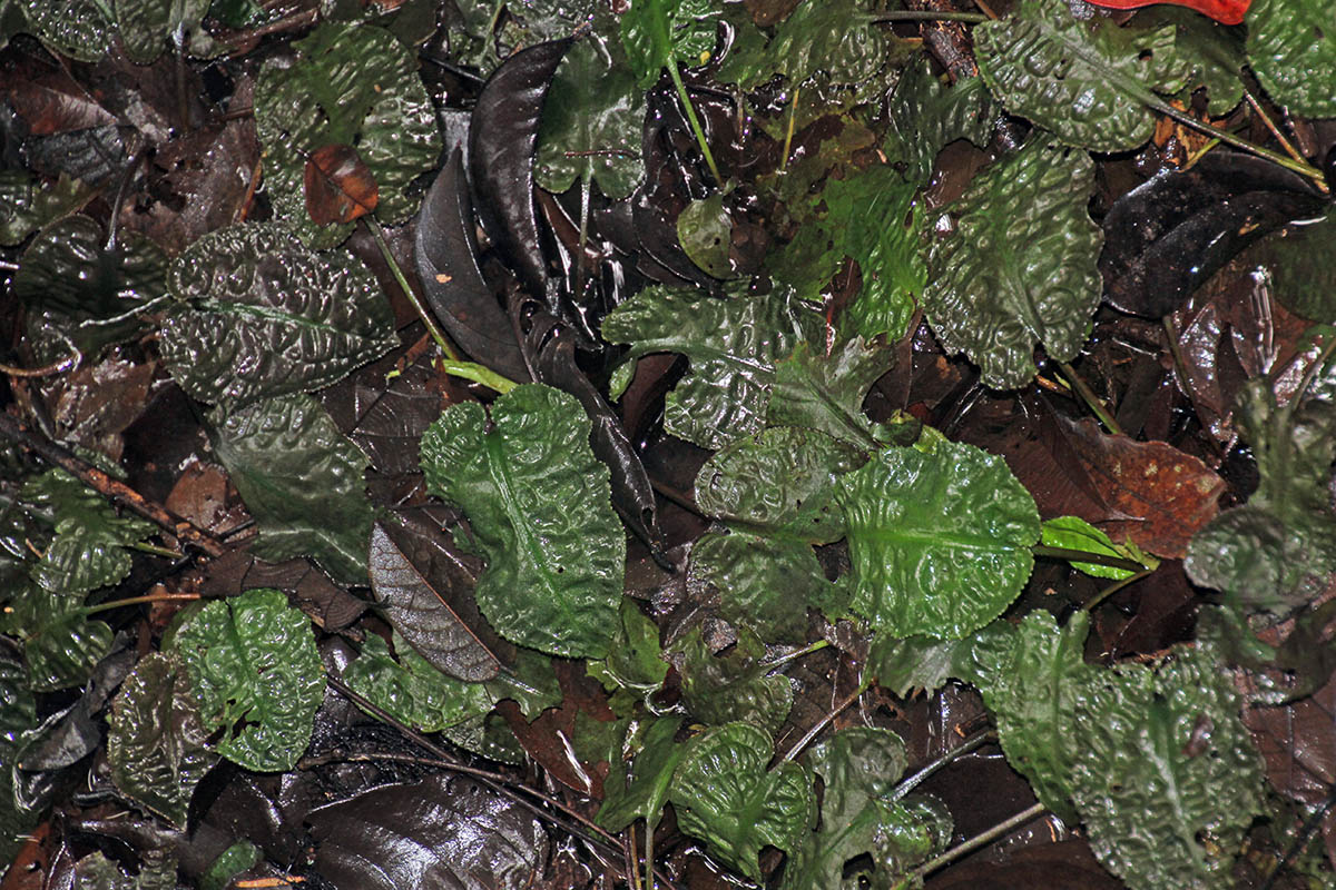 Image of genus Cryptocoryne specimen.