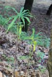 Arisaema consanguineum