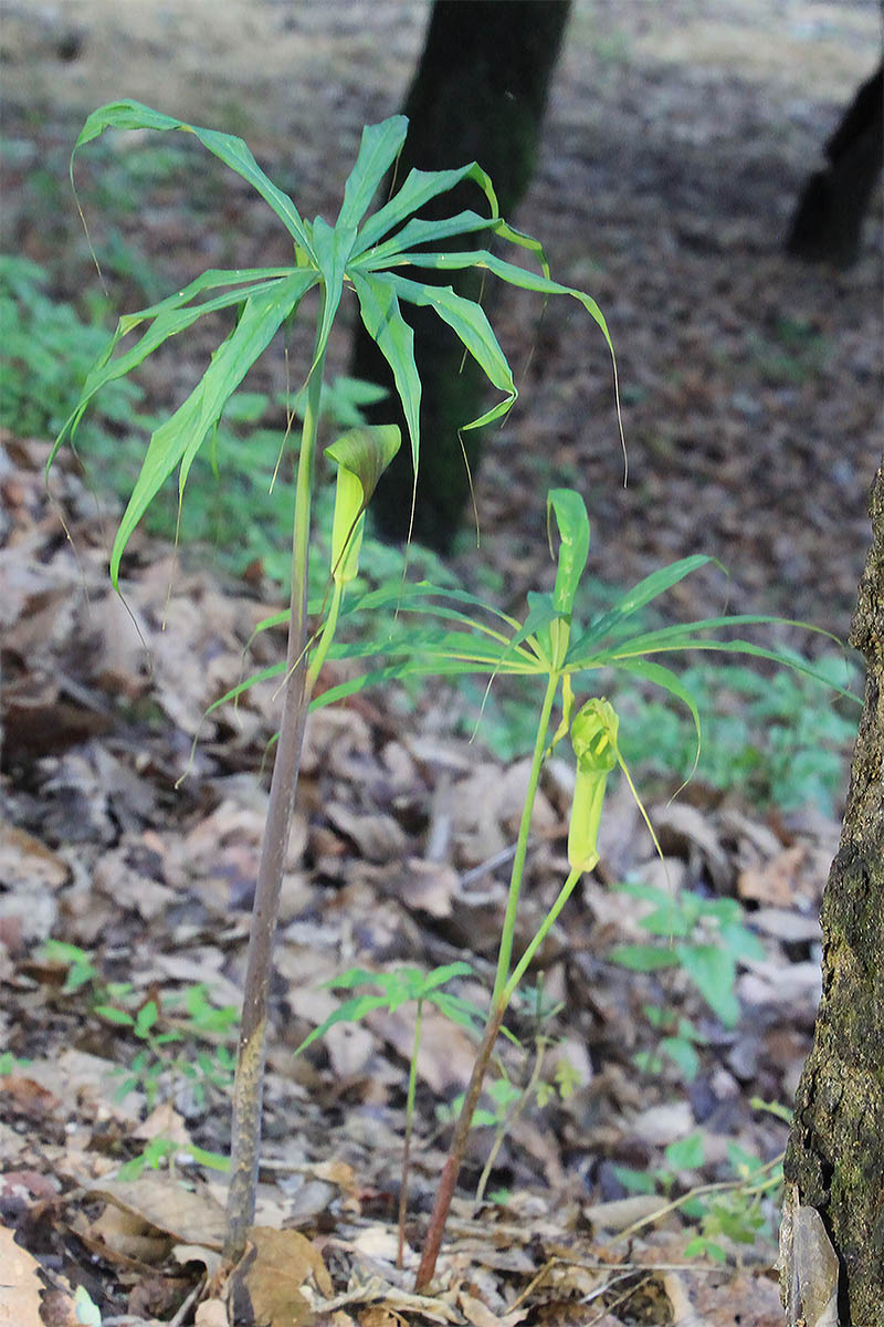 Image of Arisaema consanguineum specimen.