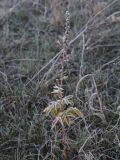 Agrimonia eupatoria. Плодоносящее растение в инее. Калужская обл., Боровский р-н, западные окр. дер. Семичёво, луг. 25 октября 2022 г.