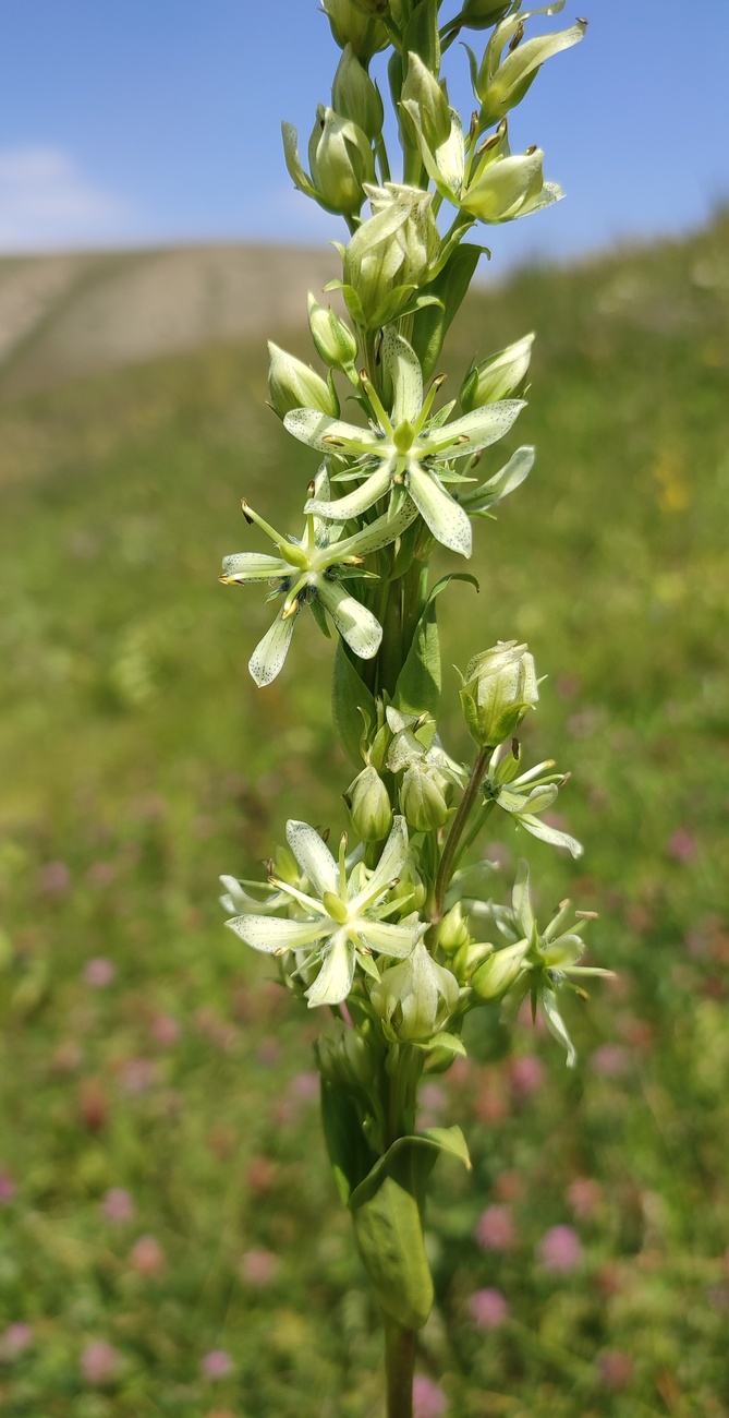 Image of Swertia connata specimen.