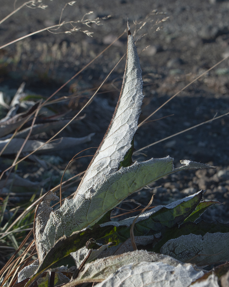 Изображение особи Saussurea pseudotilesii var. alpicola.