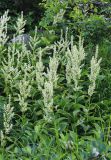 Veratrum grandiflorum. Цветущие растения. Приморский край, Партизанский р-н, гора Ольховая, высота 1610 м н.у.м., опушка ельника. 29.07.2020.