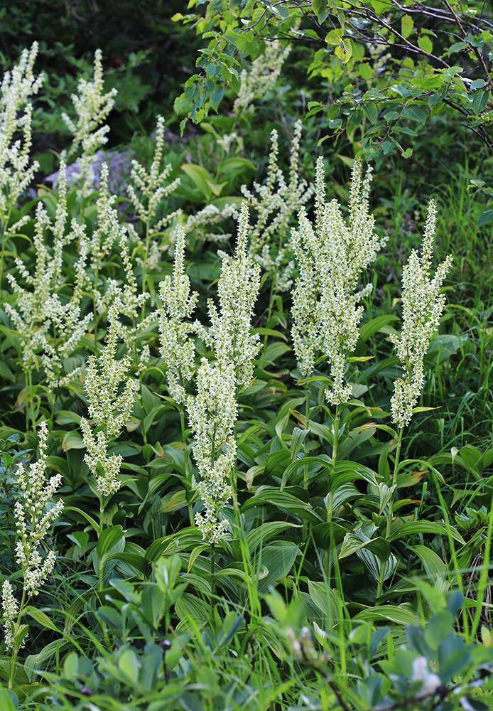 Image of Veratrum grandiflorum specimen.