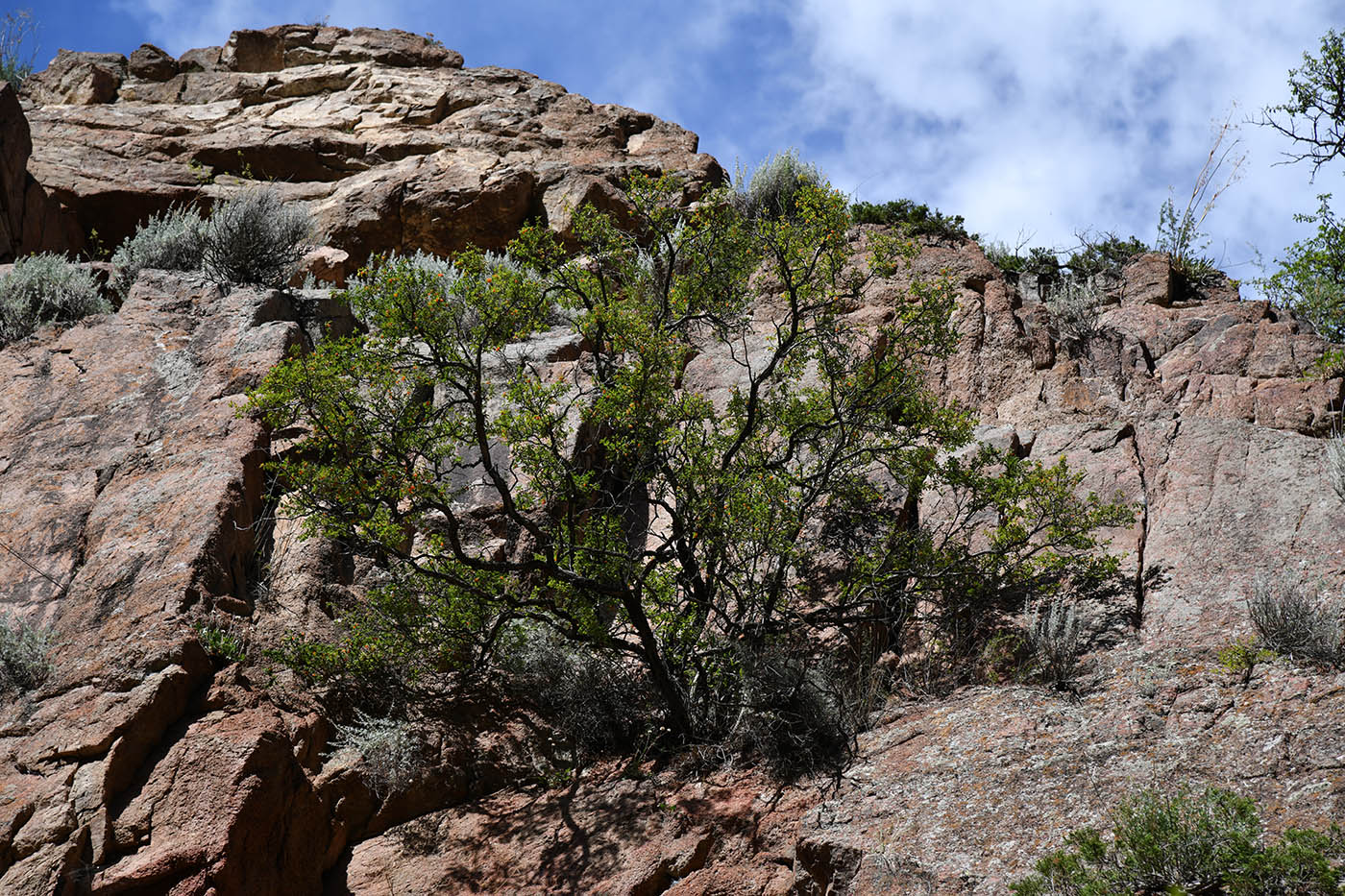 Image of Lonicera microphylla specimen.