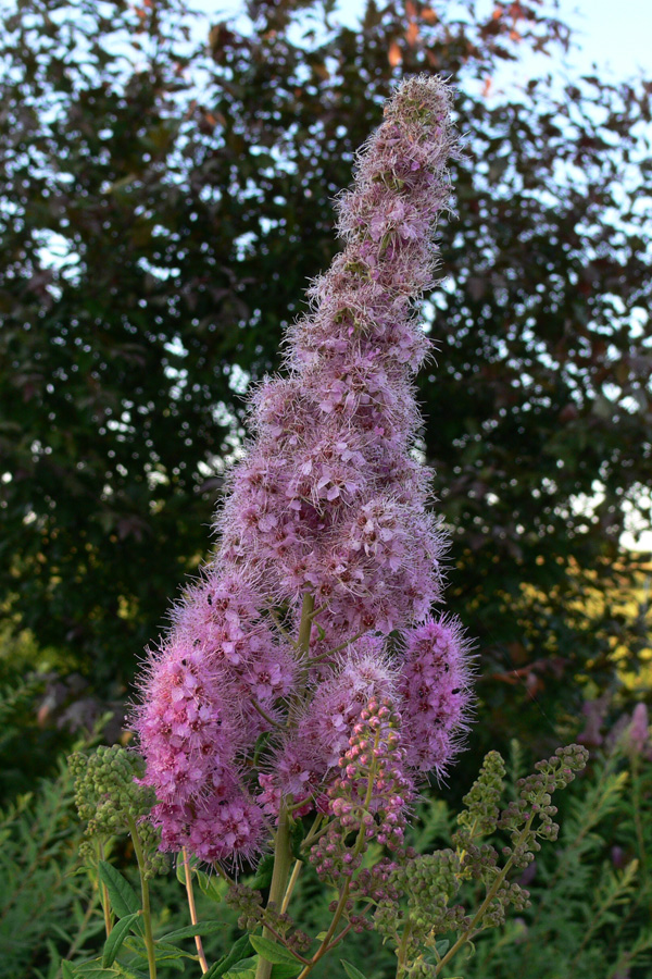 Image of Spiraea salicifolia specimen.