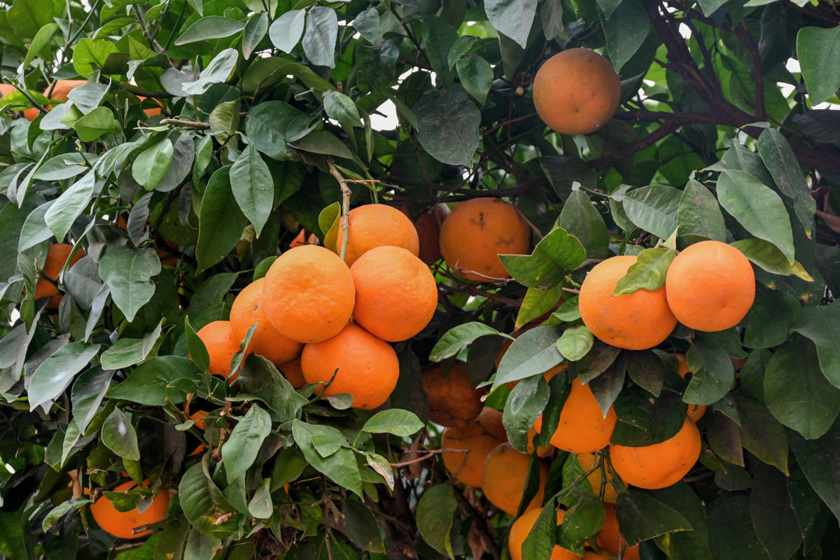 Image of Citrus sinensis specimen.