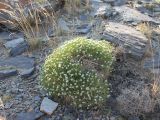 Acanthophyllum knorringianum