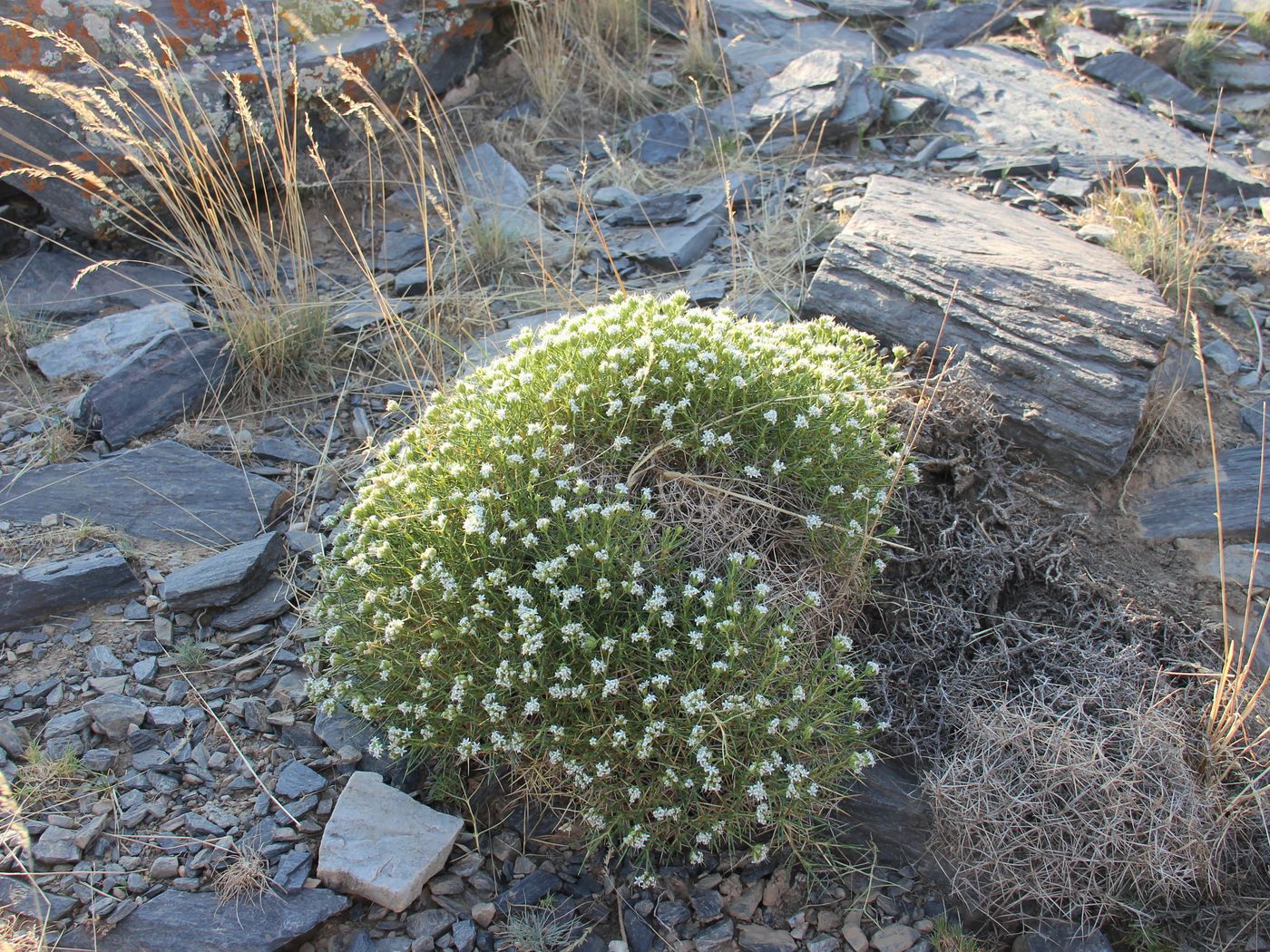 Image of Acanthophyllum knorringianum specimen.