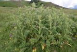 Cirsium pugnax