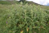 Cirsium pugnax