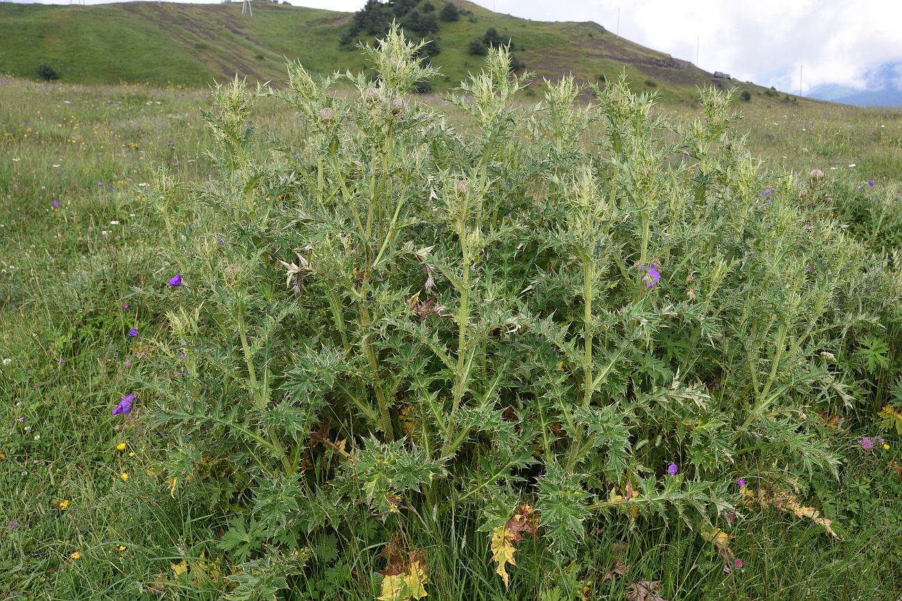 Image of Cirsium pugnax specimen.