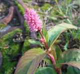 Persicaria amphibia