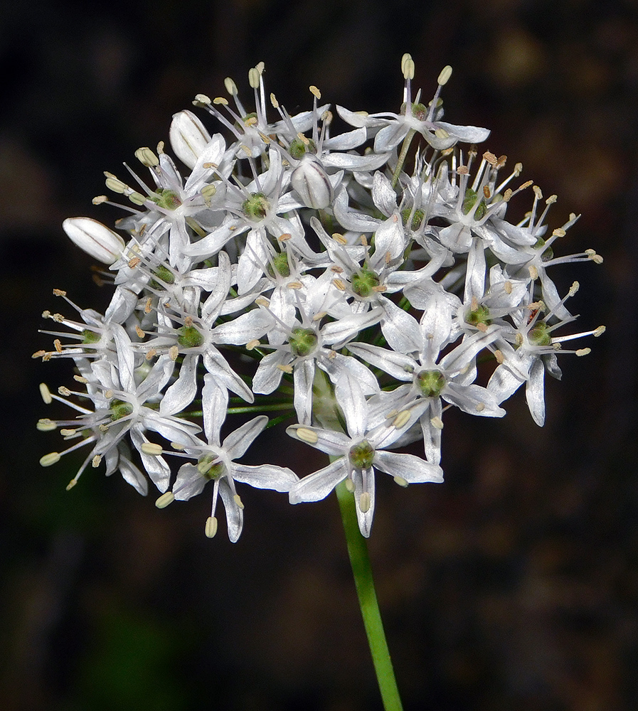 Изображение особи Allium decipiens.